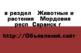  в раздел : Животные и растения . Мордовия респ.,Саранск г.